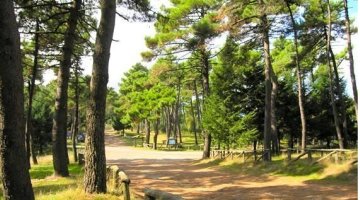 Pineta sul Monte Perone